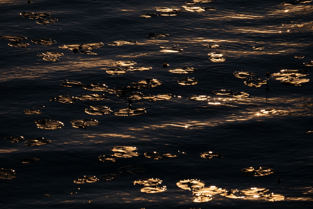 Kuva aaltoilevasta vedestä ja siinä olevista lumpeista ilta-auringon sävyttämänä.
