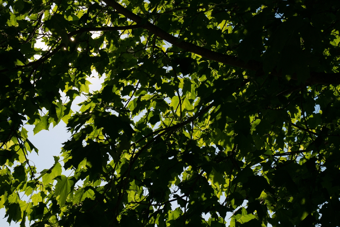 Kuva puun oksasta ja sen vihreistä lehdistä aurinkoa vasten.