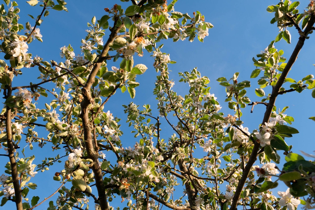 Kukkivan omenapuun oksia ilta-auringossa.
